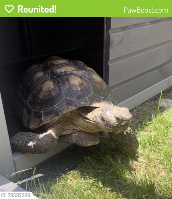 Reunited Male Reptile last seen Merrill and Chantry Ave, Fontana, CA 92335