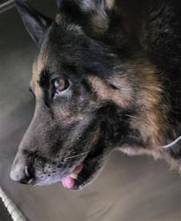 Shelter Stray Male Dog last seen , 1850 W 60th St, Los Angeles, CA 90047, USA