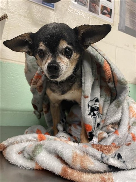Shelter Stray Female Dog last seen MACK RD & CENTER PKWY, 2127 Front St, Sacramento, CA 95818, USA