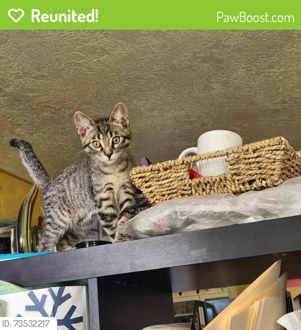 Reunited Male Cat last seen Ten mile road, Meridian, ID 83642