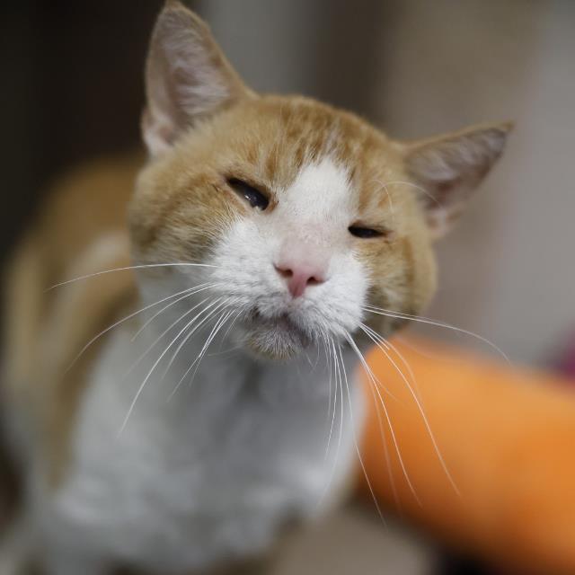 Shelter Stray Male Cat last seen Near BLOCK RUSTLEAF, 4710 TX-151, San Antonio, TX 78227, USA