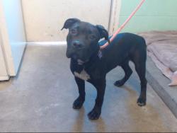 Shelter Stray Male Dog last seen STANFORD AVE & COLFAX ST, 2127 Front St, Sacramento, CA 95818, USA
