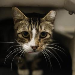 Shelter Stray Male Cat last seen Near BLOCK HILL CREST, 4710 TX-151, San Antonio, TX 78227, USA