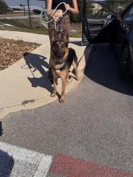 Shelter Stray Male Dog last seen , 4710 TX-151, San Antonio, TX 78227, USA