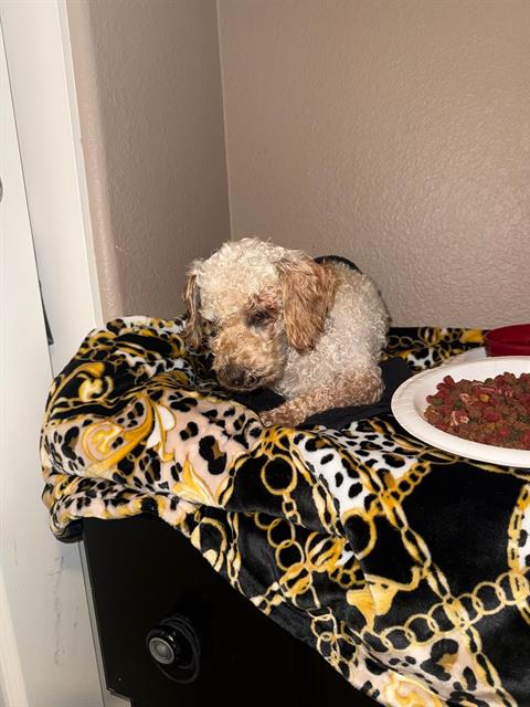 Shelter Stray Male Dog last seen NORTHGATE BLVD & HAGGIN AVE, 2127 Front St, Sacramento, CA 95818, USA
