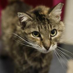 Shelter Stray Female Cat last seen GLADE VALLEY DR, 4710 TX-151, San Antonio, TX 78227, USA
