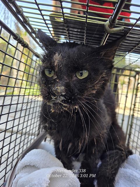Shelter Stray Male Cat last seen Near BLOCK PEABODY AVE, 4710 TX-151, San Antonio, TX 78227, USA