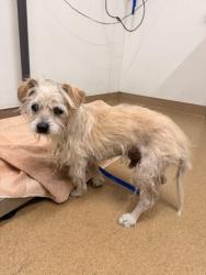 Shelter Stray Male Dog last seen CRYER/TRAFALGAR, 16 Barnes Ct, Hayward, CA 94544, USA