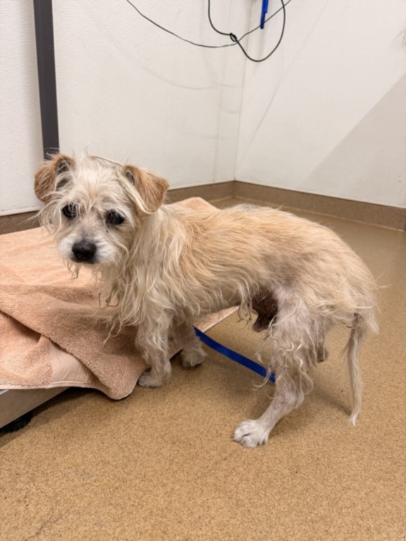 Shelter Stray Male Dog last seen CRYER/TRAFALGAR, 16 Barnes Ct, Hayward, CA 94544, USA