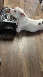 Reunited Female Dog last seen Mckay/Rainey drive, Anderson Creek, NC 28390
