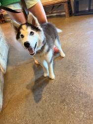 Reunited Unknown Dog last seen Zion Dr, Providence Village, TX 76227