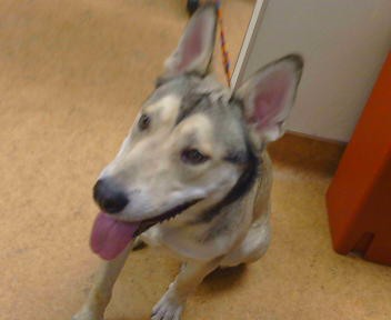 Shelter Stray Male Dog last seen GALBRATH DR/WALEGRA RD, 95842, 3839 Bradshaw Rd, Sacramento, CA 95827, USA