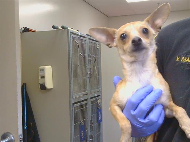 Shelter Stray Male Dog last seen MAYHEW RD/ GOETHE RD, 95827, 3839 Bradshaw Rd, Sacramento, CA 95827, USA
