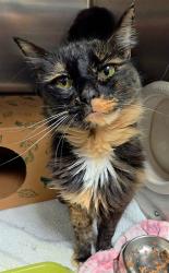 Shelter Stray Female Cat last seen Near BLOCK MACDOUGALL DR, 10521 Baur Blvd, Olivette, MO 63132, USA