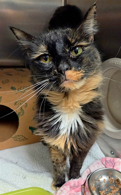 Shelter Stray Female Cat last seen Near BLOCK MACDOUGALL DR, 10521 Baur Blvd, Olivette, MO 63132, USA