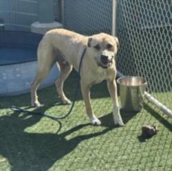 Shelter Stray Male Dog last seen , West Valley Animal Shelter, 20655 Plummer St, Chatsworth, CA 91311, USA
