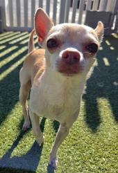 Shelter Stray Male Dog last seen Near BLOCK LOOKAWAY DR-63137, 10521 Baur Blvd, Olivette, MO 63132, USA