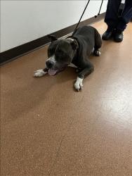 Shelter Stray Male Dog last seen , West Valley Animal Shelter, 20655 Plummer St, Chatsworth, CA 91311, USA