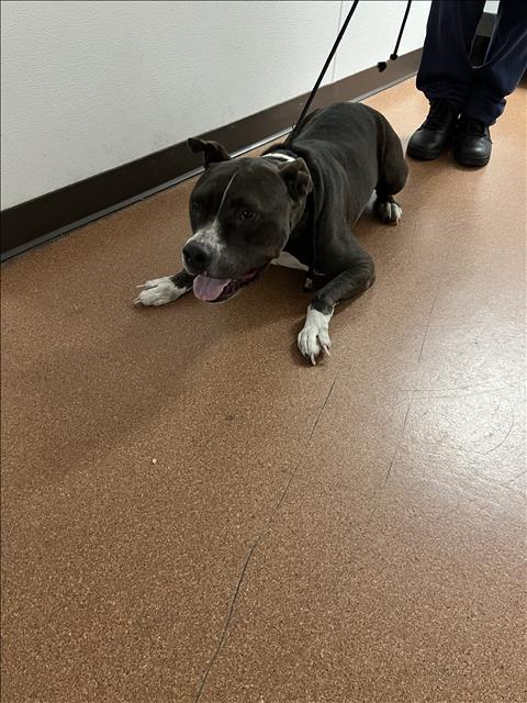 Shelter Stray Male Dog last seen , West Valley Animal Shelter, 20655 Plummer St, Chatsworth, CA 91311, USA