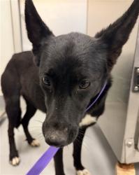 Shelter Stray Female Dog last seen Near BLODGETT ST, SAN JACINTO CA 92583, 581 S Grand Ave, San Jacinto, CA 92582, USA