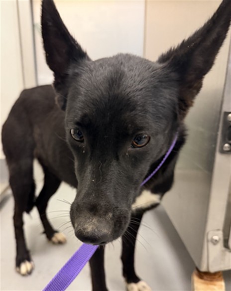 Shelter Stray Female Dog last seen Near BLODGETT ST, SAN JACINTO CA 92583, 581 S Grand Ave, San Jacinto, CA 92582, USA