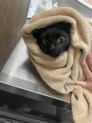 Shelter Stray Unknown Cat last seen Near BLOCK COMMERCE LN, SAN JACINTO CA 92583, 581 S Grand Ave, San Jacinto, CA 92582, USA