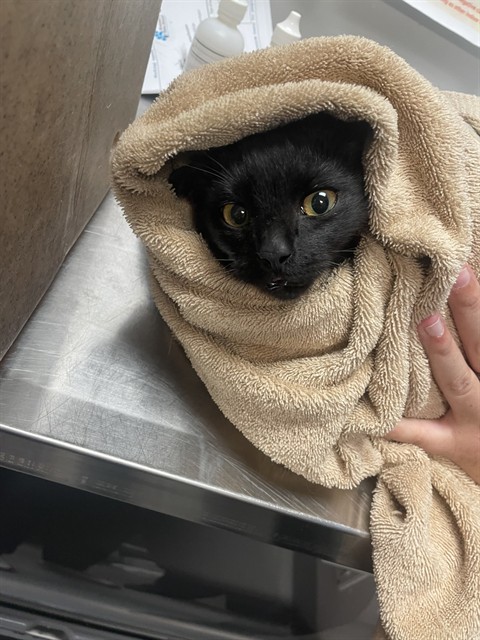 Shelter Stray Unknown Cat last seen Near BLOCK COMMERCE LN, SAN JACINTO CA 92583, 581 S Grand Ave, San Jacinto, CA 92582, USA