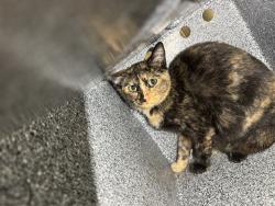Shelter Stray Female Cat last seen Near BLOCK COMMERCE LN, SAN JACINTO CA 92583, 581 S Grand Ave, San Jacinto, CA 92582, USA