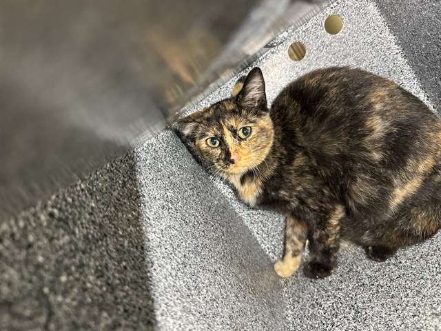 Shelter Stray Female Cat last seen Near BLOCK COMMERCE LN, SAN JACINTO CA 92583, 581 S Grand Ave, San Jacinto, CA 92582, USA
