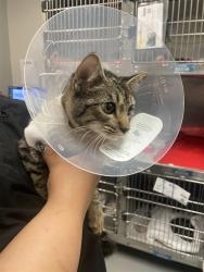 Shelter Stray Female Cat last seen Near BLOCK AVENIDA ACACIAS, MURRIETA, CA, 581 S Grand Ave, San Jacinto, CA 92582, USA