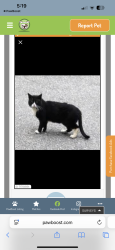 Lost Unknown Cat last seen Spring and Marilyn, Binghamton, NY 13903