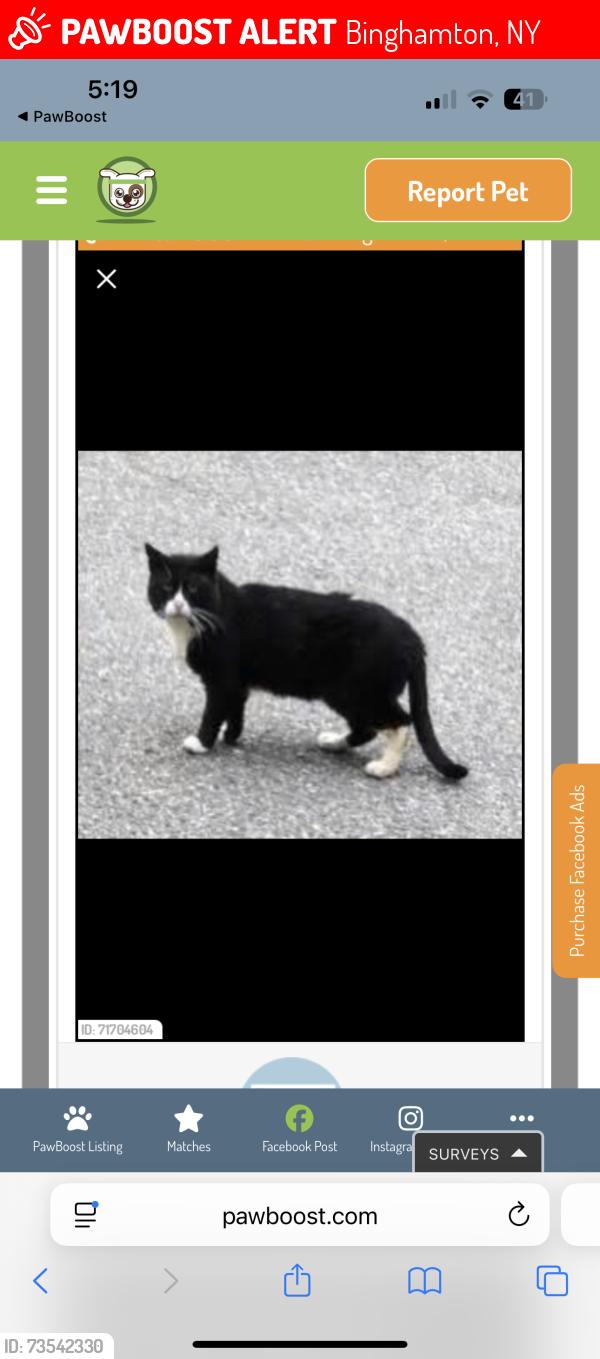 Lost Unknown Cat last seen Spring and Marilyn, Binghamton, NY 13903