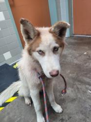 Shelter Stray Female Dog last seen , 957 N Gaffey St, San Pedro, CA 90731, USA