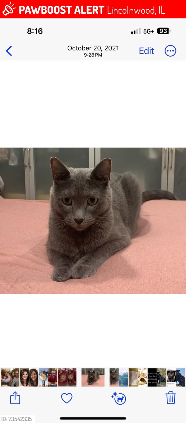 Lost Female Cat last seen Tripp and Morse, Lincolnwood, IL 60712