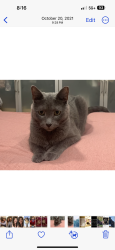 Lost Female Cat last seen Tripp and Morse, Lincolnwood, IL 60712