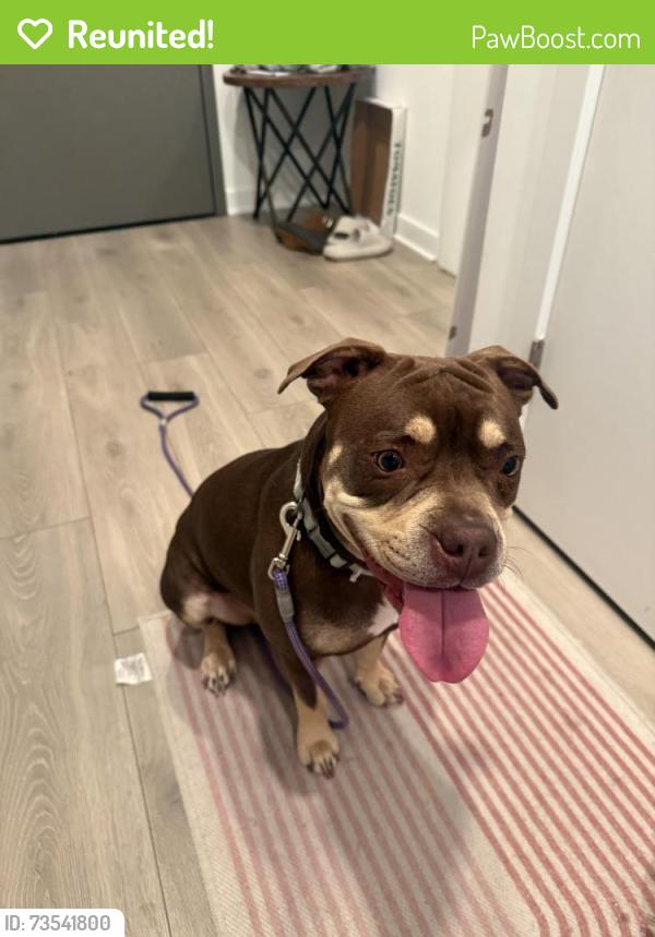 Reunited Female Dog last seen Swampoodle Park, Washington, DC 20002