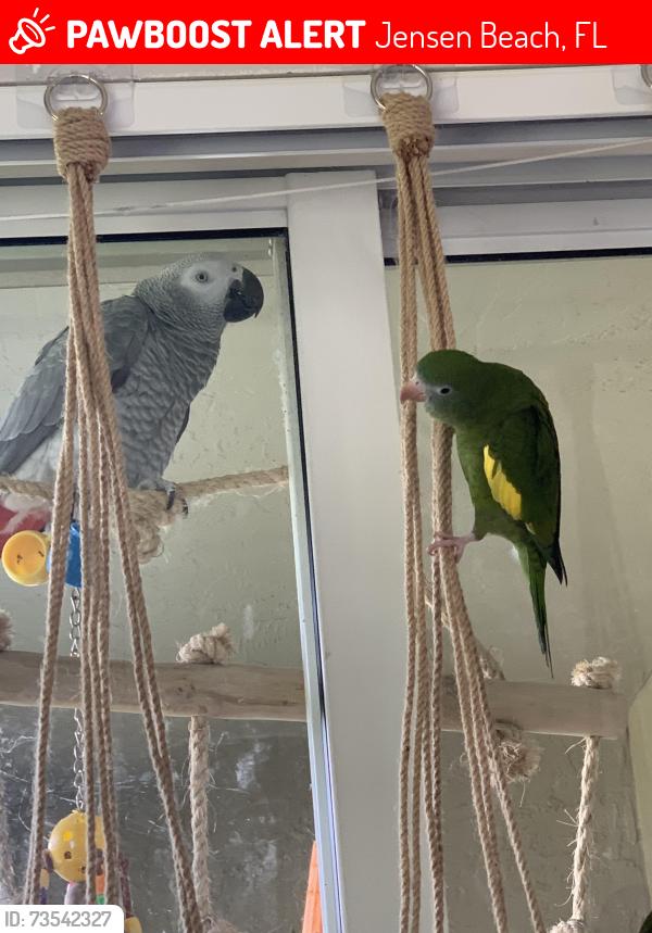 Lost Male Bird last seen Heritage Bay apmts behind Best Buy in Jensen Beach, Jensen Beach, FL 34957