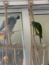 Lost Male Bird last seen Heritage Bay apmts behind Best Buy in Jensen Beach, Jensen Beach, FL 34957