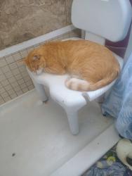 Lost Male Cat last seen home, West Valley City, UT 84128