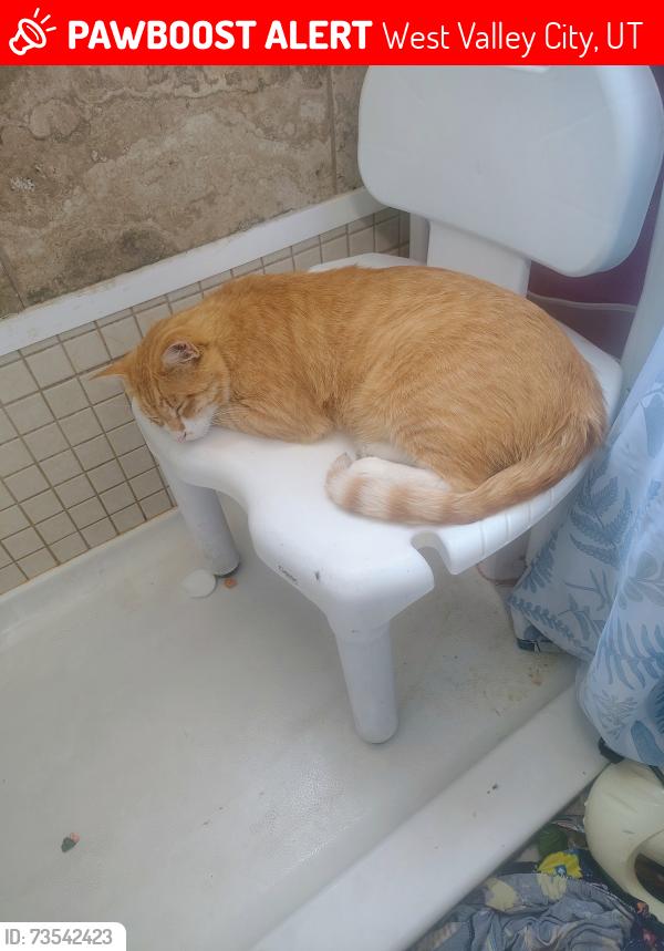 Lost Male Cat last seen home, West Valley City, UT 84128