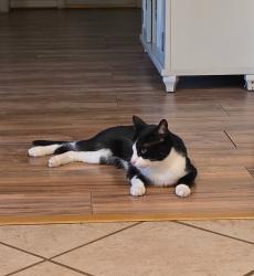 Reunited Female Cat last seen Dockside terrace & Cornell Park Ln, Lakes At Grand Harbor, TX 77494