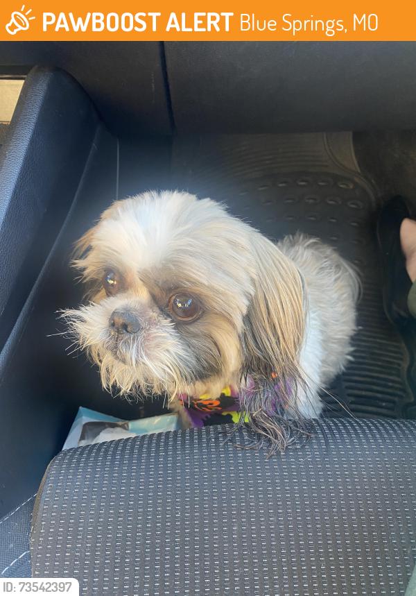 Found/Stray Male Dog last seen Alice and Victor in Manor South, Blue Springs, MO 64014