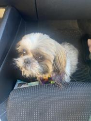 Found/Stray Male Dog last seen Alice and Victor in Manor South, Blue Springs, MO 64014