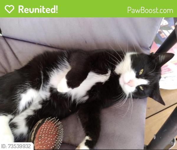 Reunited Male Cat last seen Slag road bait shop, New Alexandria, PA 15670