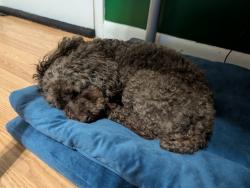 Reunited Unknown Dog last seen Altamonte springs, Altamonte Springs, FL 32701
