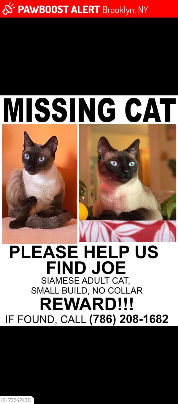 Lost Male Cat last seen Bedford and S4 St South Williamsburg, Brooklyn, Brooklyn, NY 11211