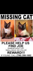 Lost Male Cat last seen Bedford and S4 St South Williamsburg, Brooklyn, Brooklyn, NY 11211
