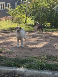 Found/Stray Unknown Dog last seen close to macon highway, mollys coffee, gin distillery, Athens, GA 30606