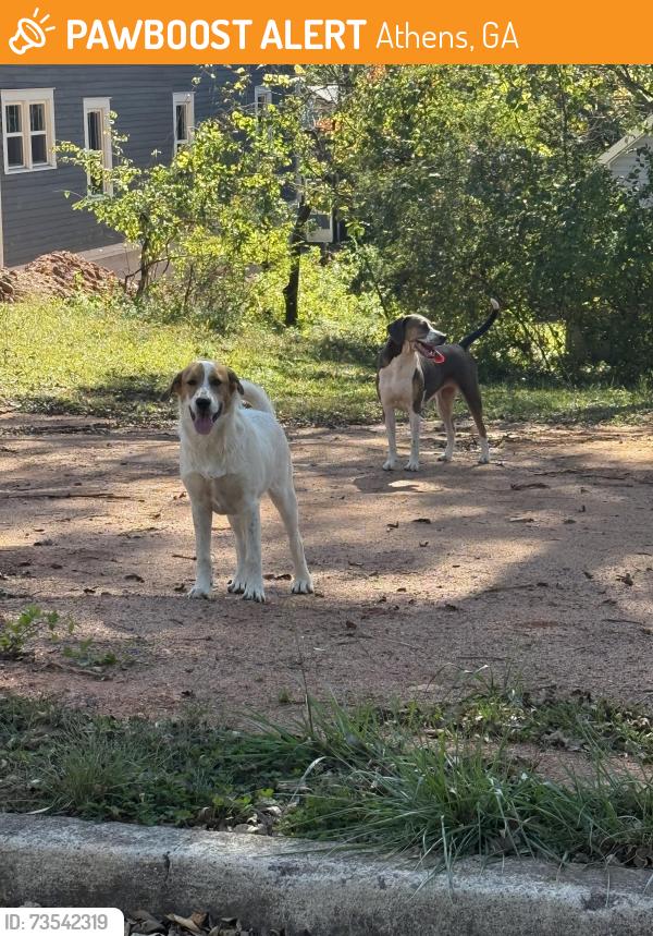 Found/Stray Unknown Dog last seen close to macon highway, mollys coffee, gin distillery, Athens, GA 30606
