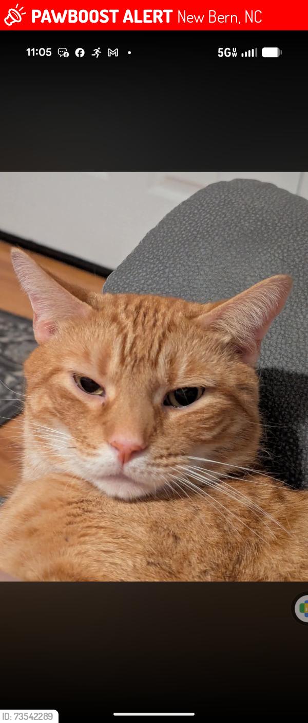 Lost Male Cat last seen Acorn Drive area, New Bern, NC 28562